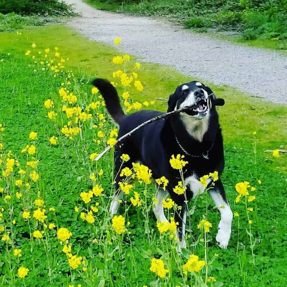 Hound husky mix