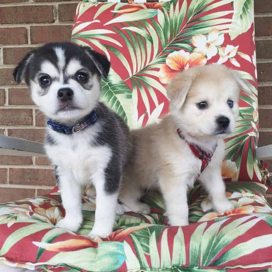 Pug husky mix