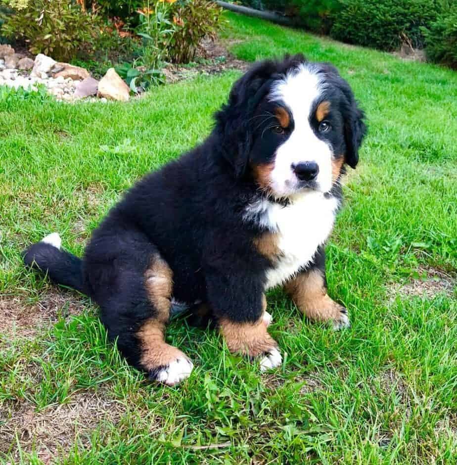 St. Bernard husky mix