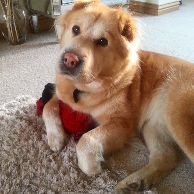 Shar pei husky mix