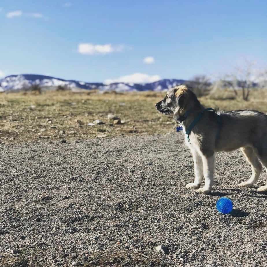 Newfoundland husky mix