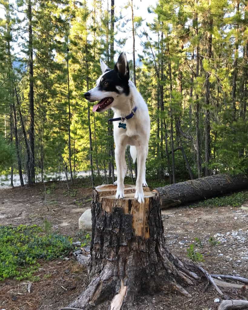 Blue Heeler Husky Mix