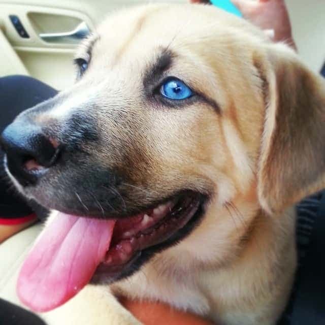 Rhodesian ridgeback husky mix