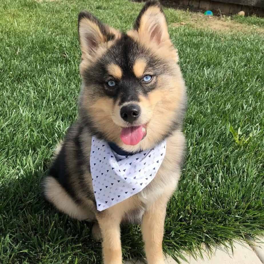 Husky pomeranian mix