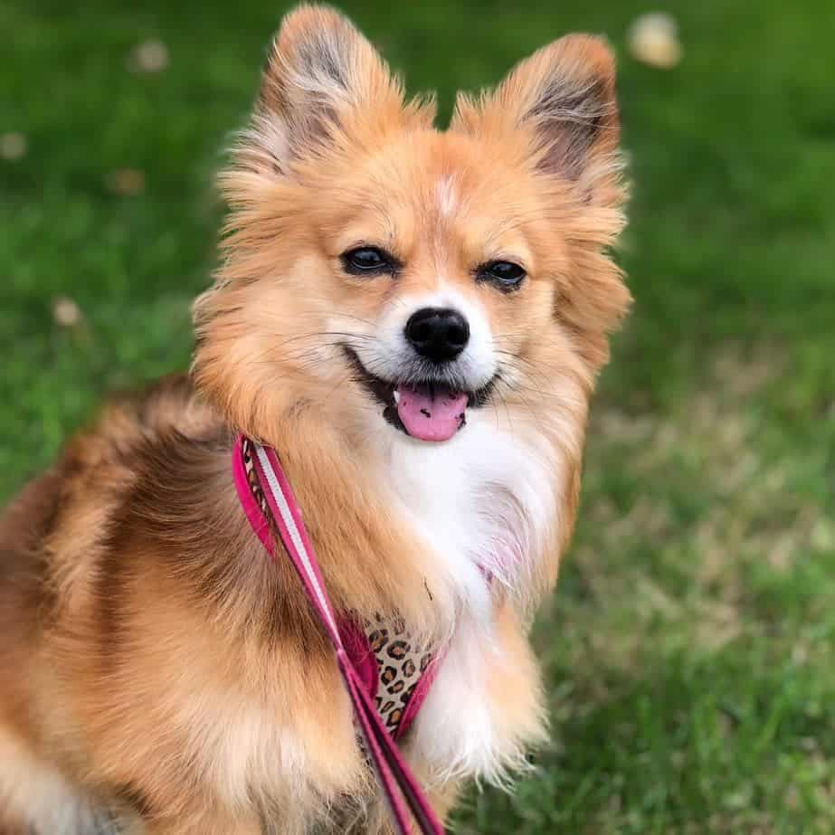 Corgi pomeranian mix