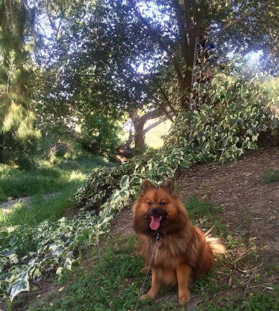 German Shepherd Pomeranian Mix