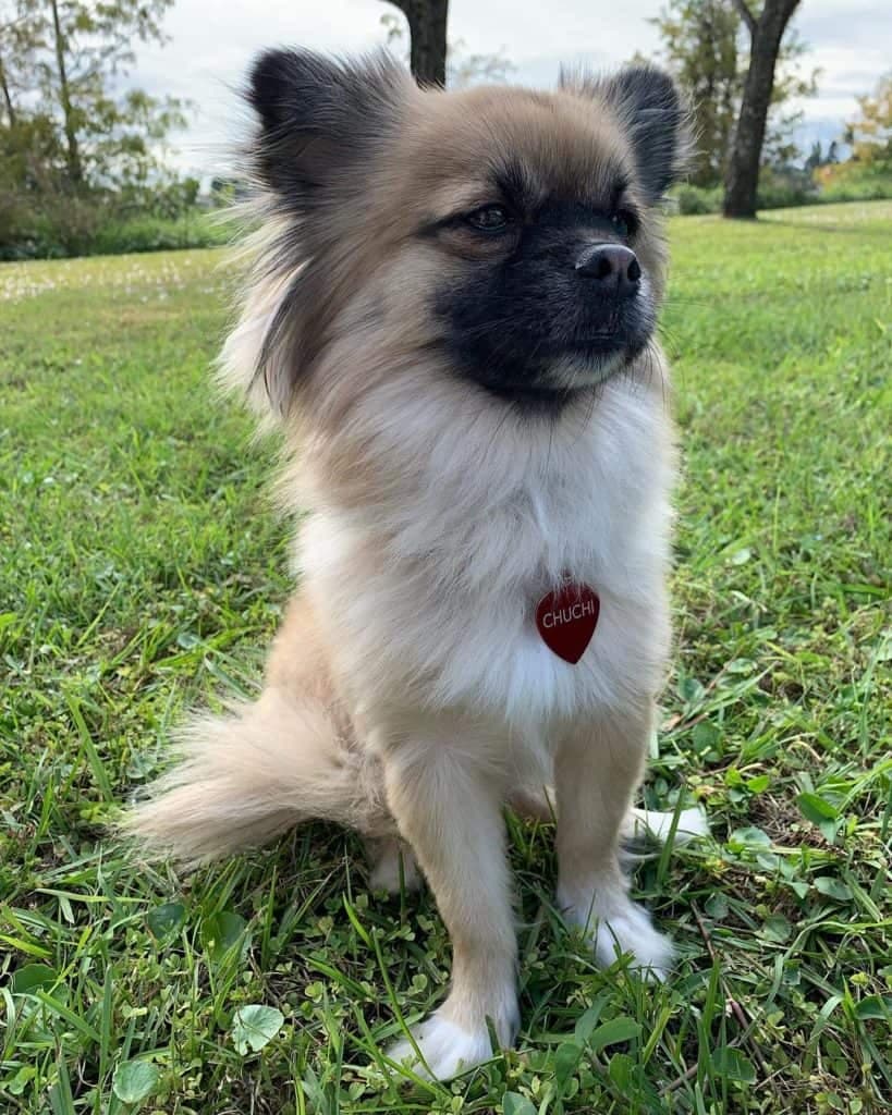 Pomeranian Mix