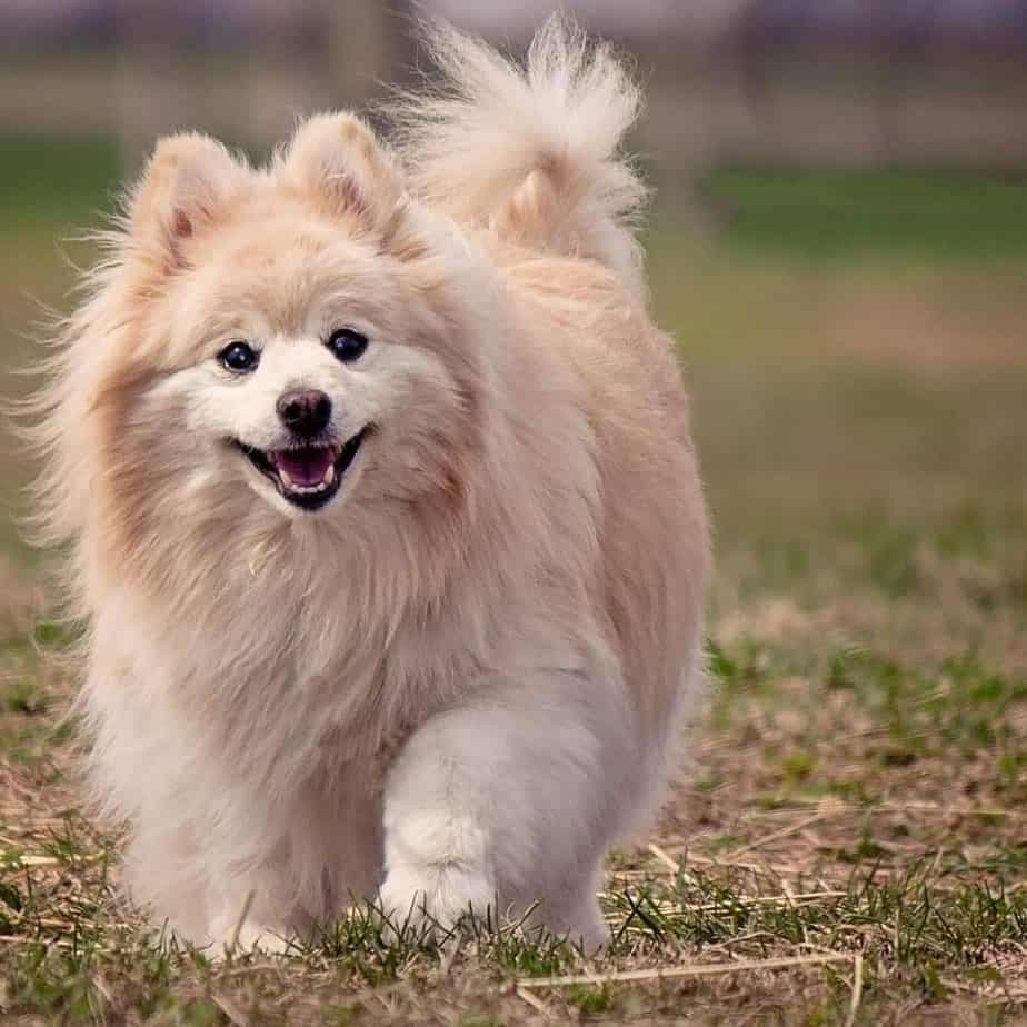 Chow Chow Pomeranian Mix