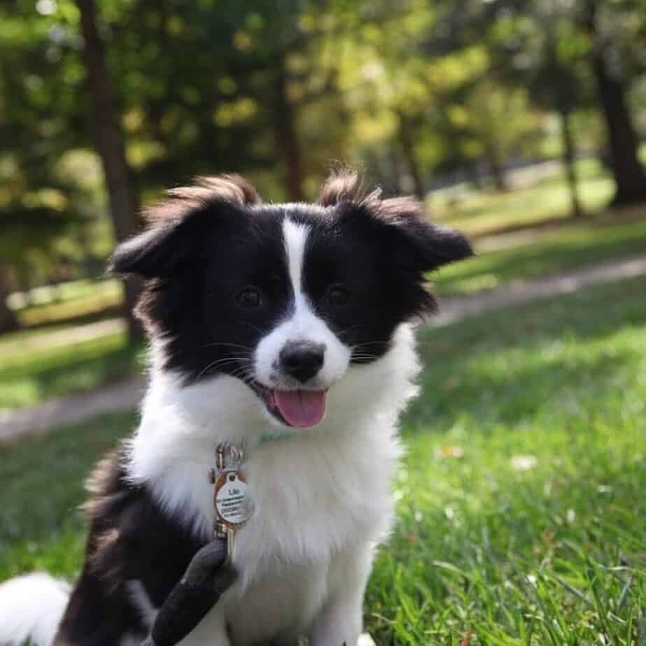 Border Collie Pomeranian Mix