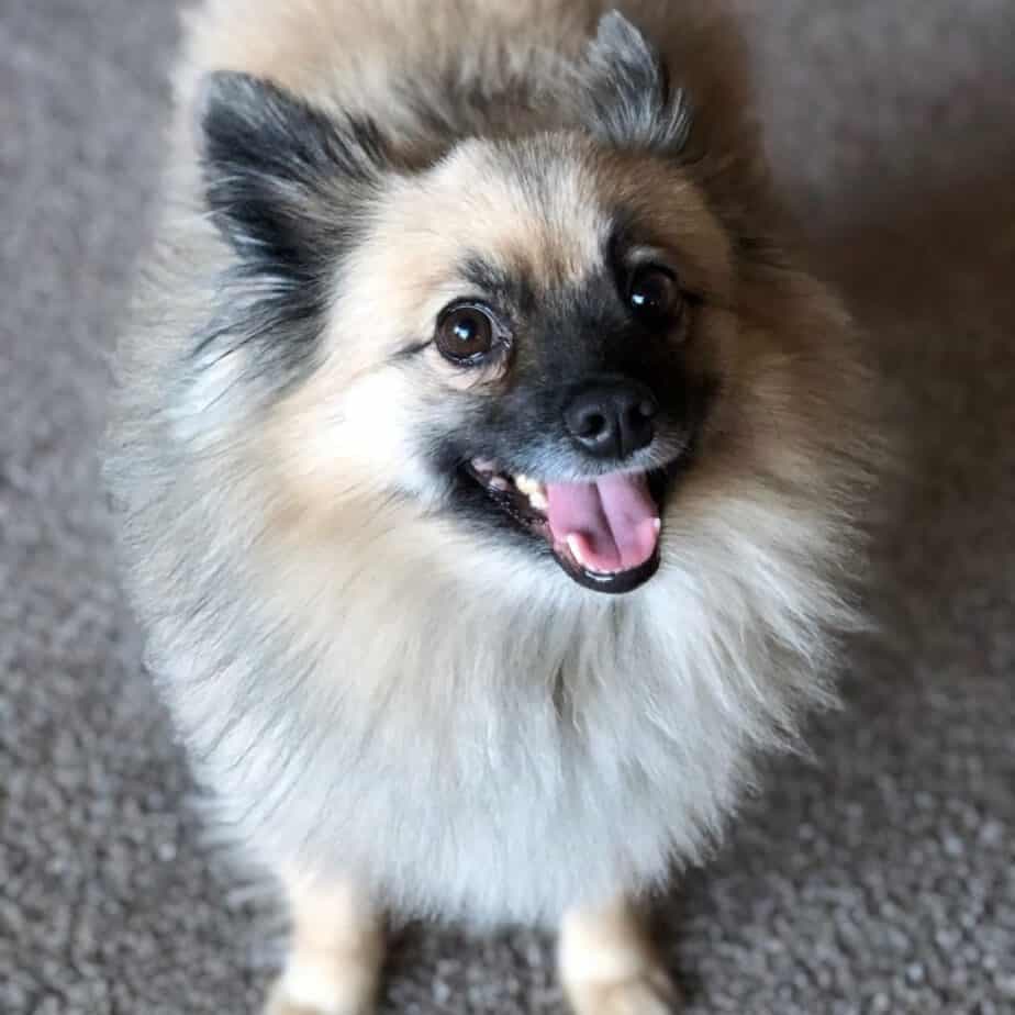 Australian shepherd pomeranian mix