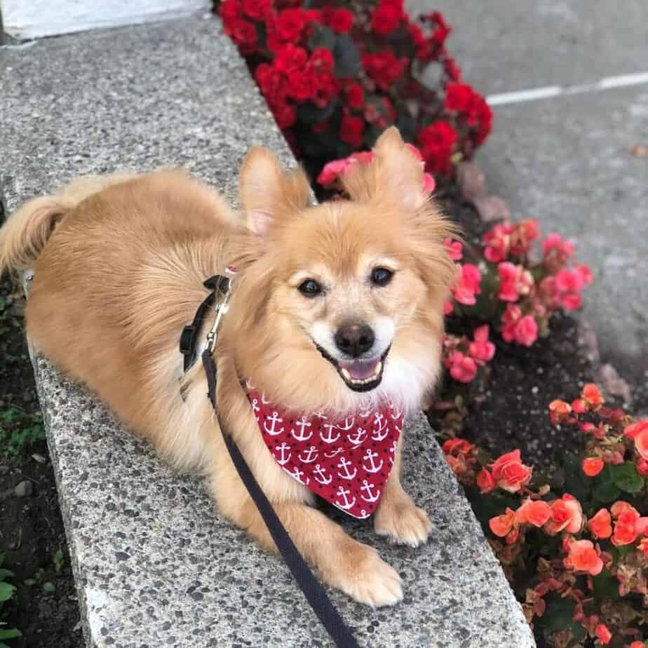 Dachshund Pomeranian Mix