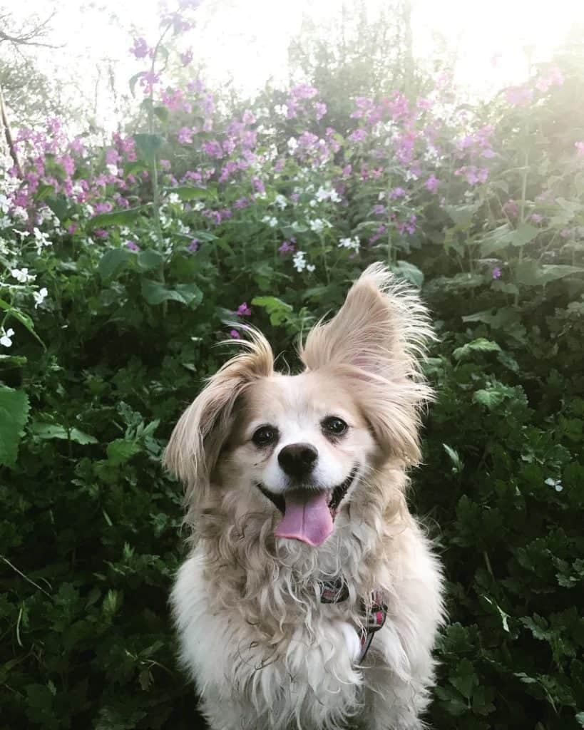 Cocker Spaniel Pomeranian Mix