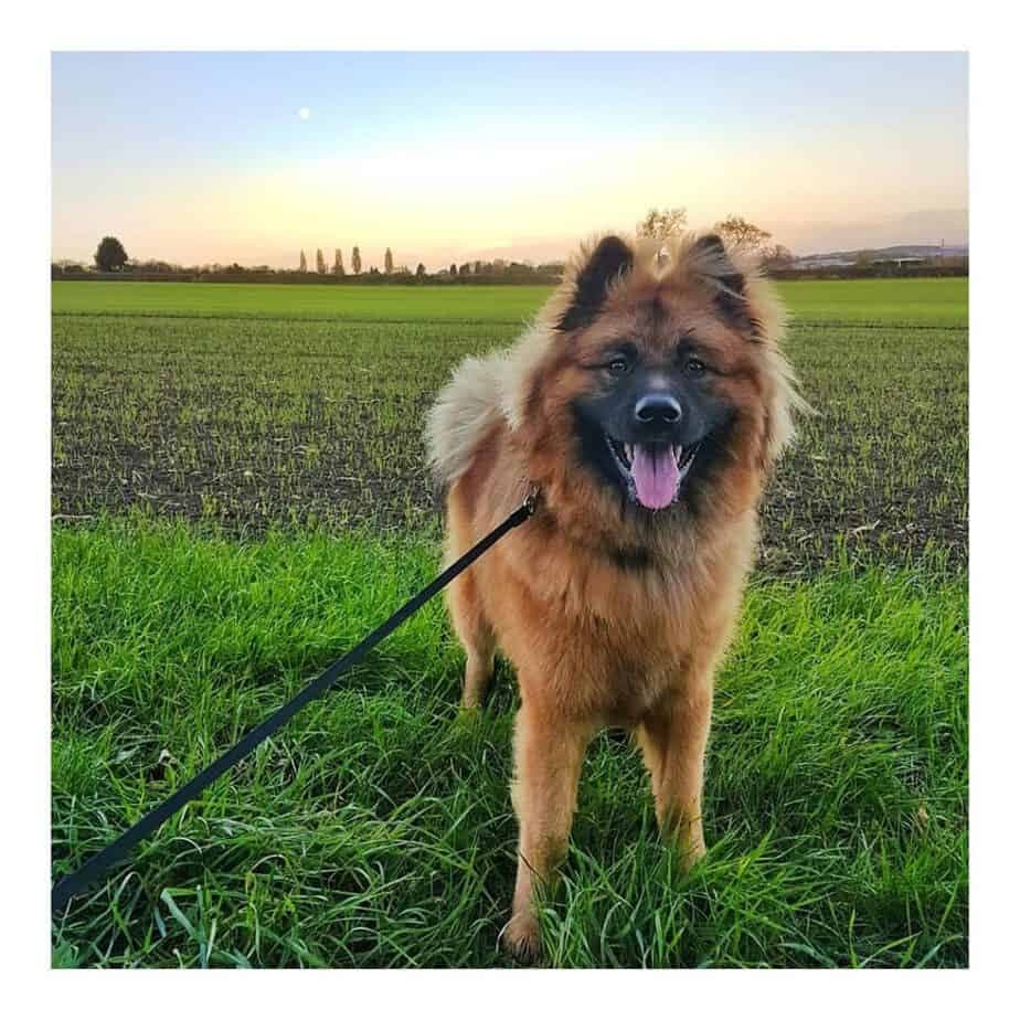 Akita pomeranian mix