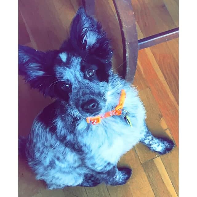 Blue heeler pomeranian mix