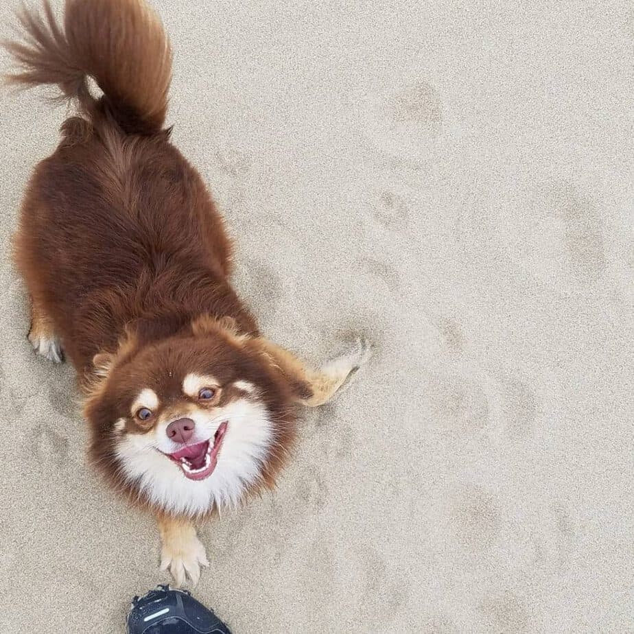 English bulldog pomeranian mix