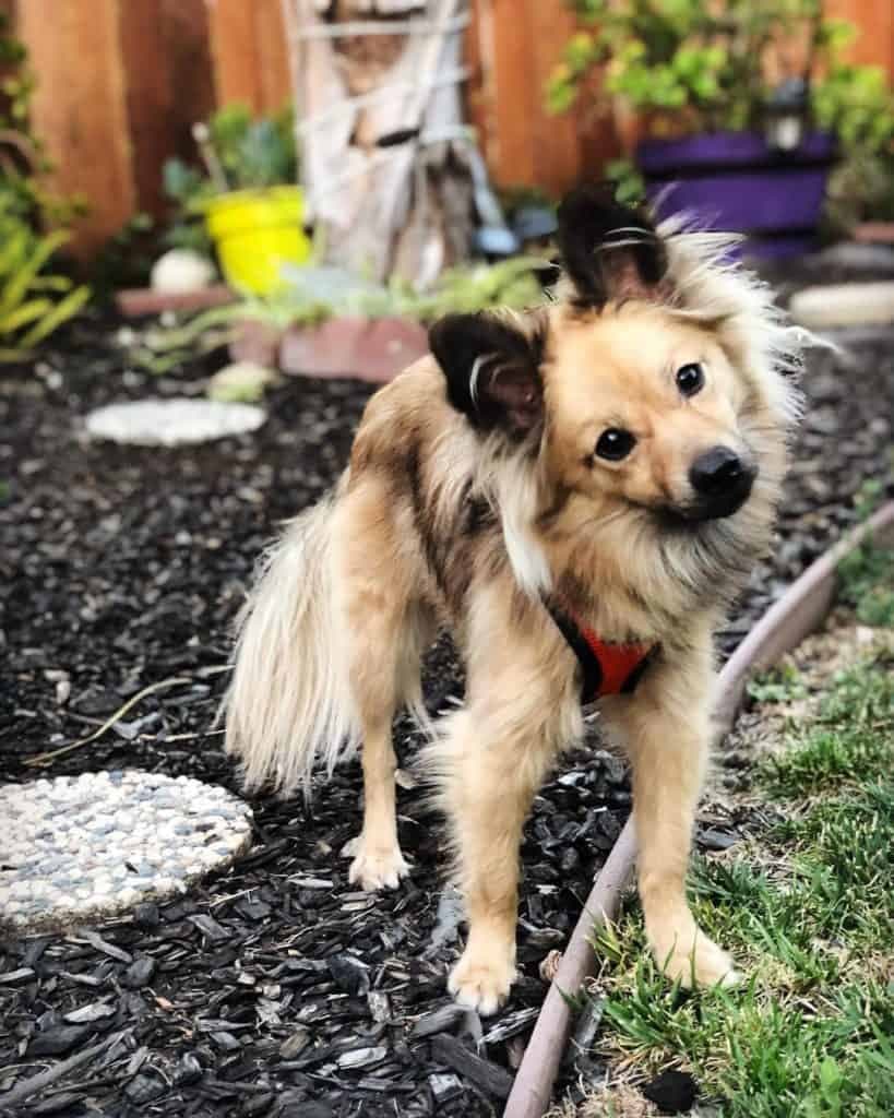 Golden retriever pomeranian mix