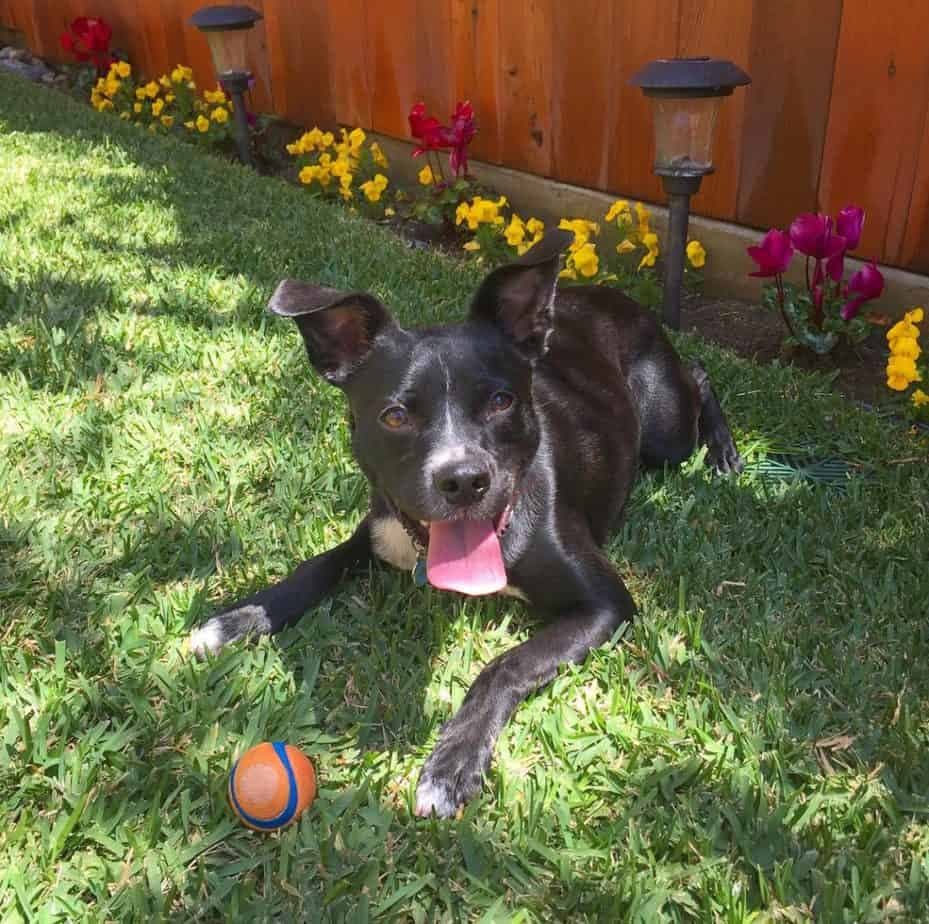 Pitbull Pomeranian Mix