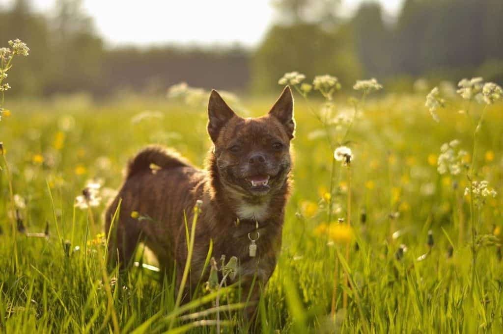 French bulldog pomeranian mix