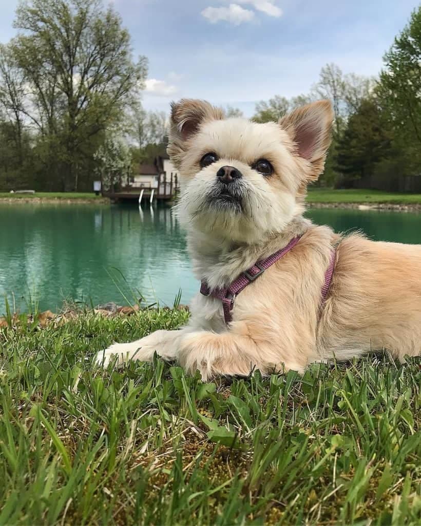 Shih Tzu Pomeranian Mix