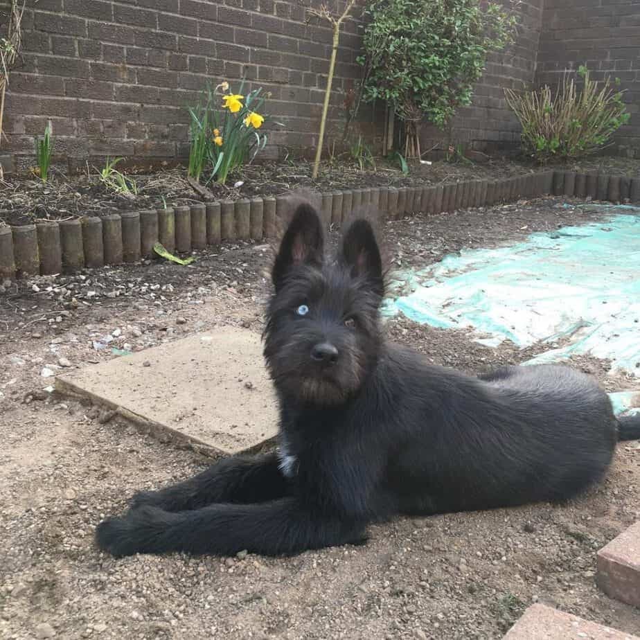 Husky schnauzer mix