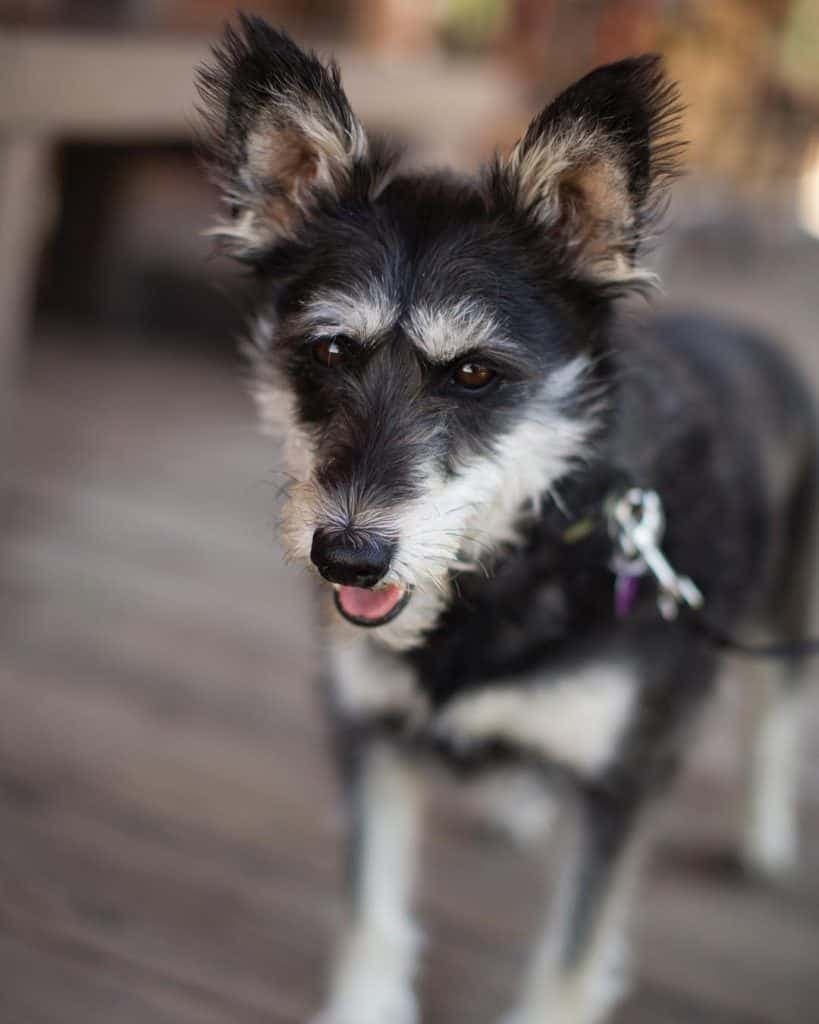 German shepherd schnauzer mix