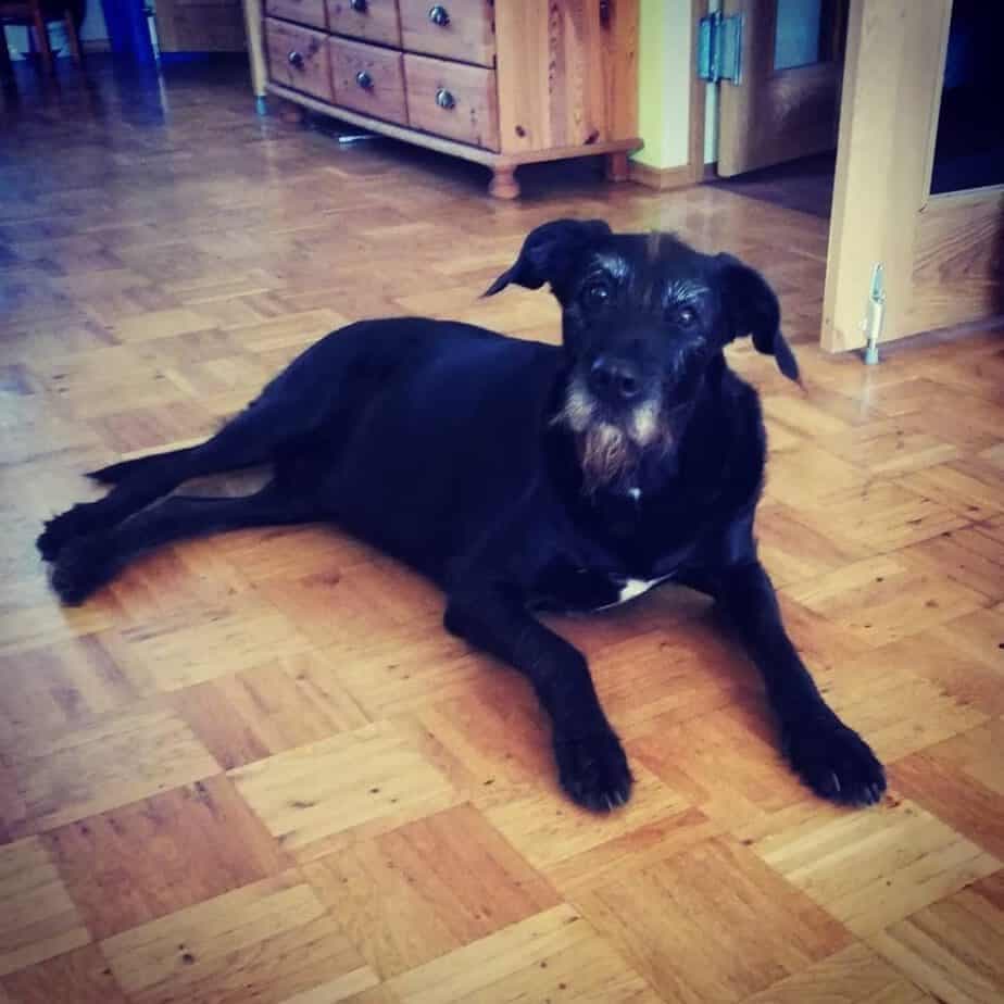 Labrador schnauzer mix