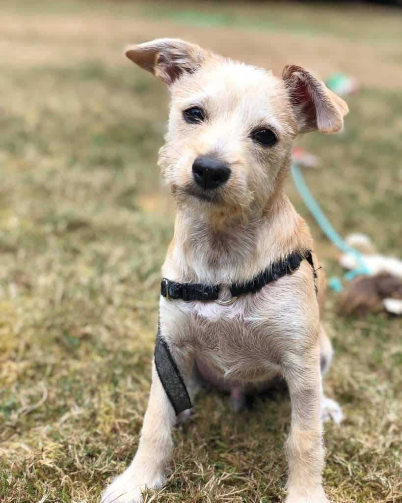 Chihuahua Schnauzer Mix