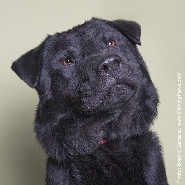 Chow Chow Schnauzer Mix