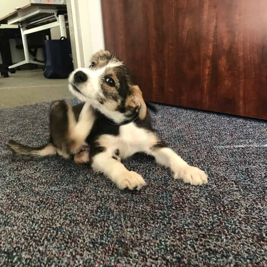 Border Collie Schnauzer Mix