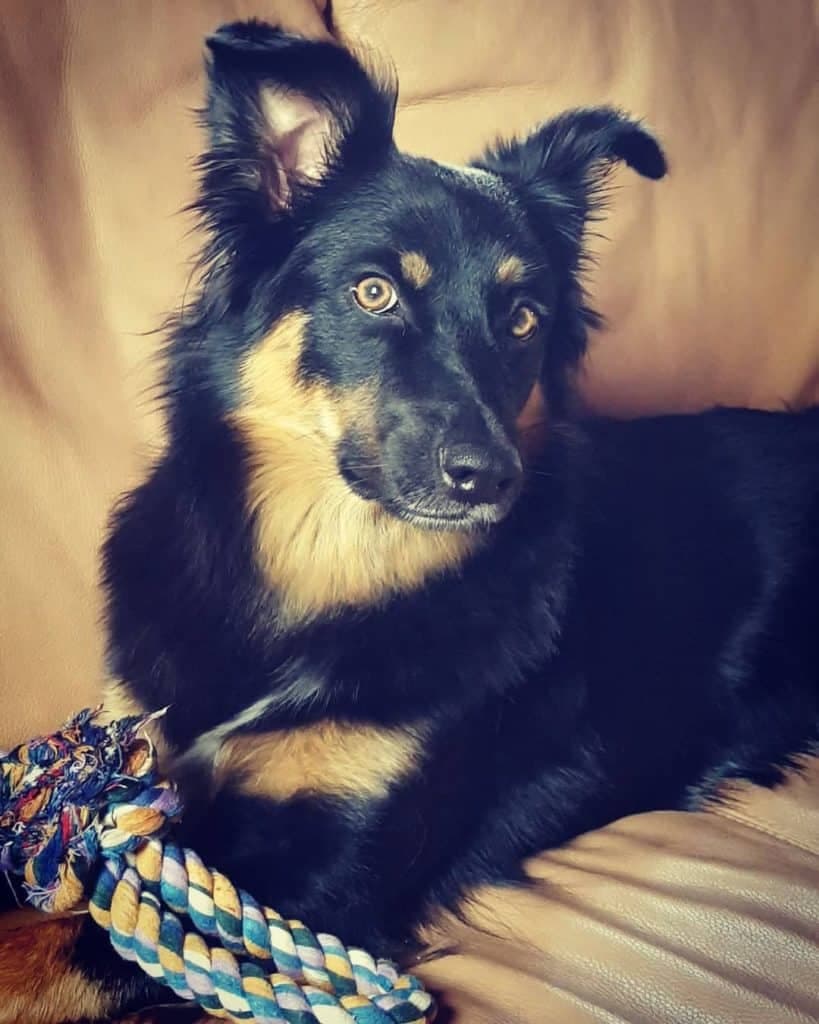 Australian shepherd schnauzer mix