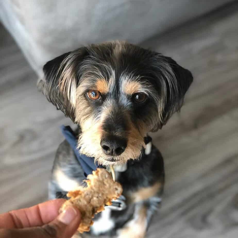 Dachshund schnauzer mix