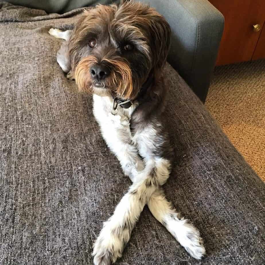 Cocker Spaniel Schnauzer Mix