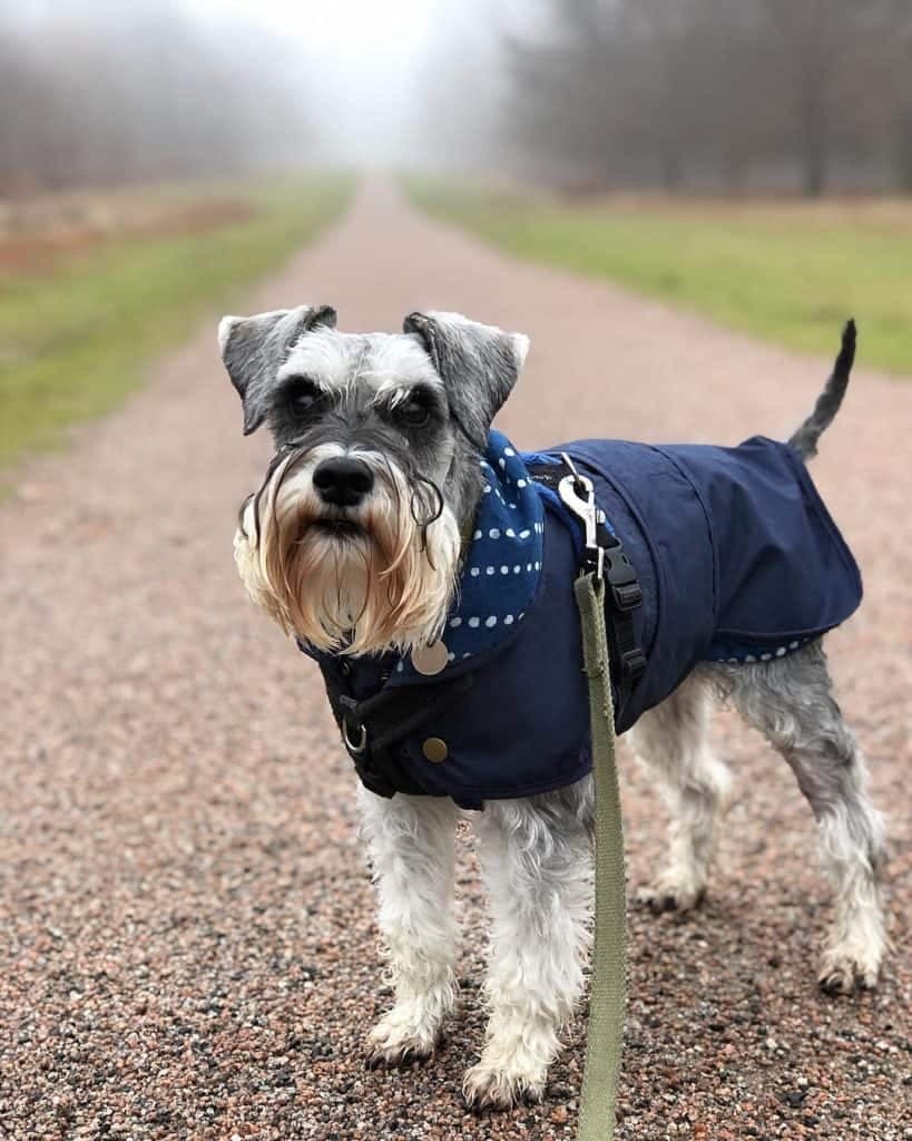 American bulldog schnauzer mix