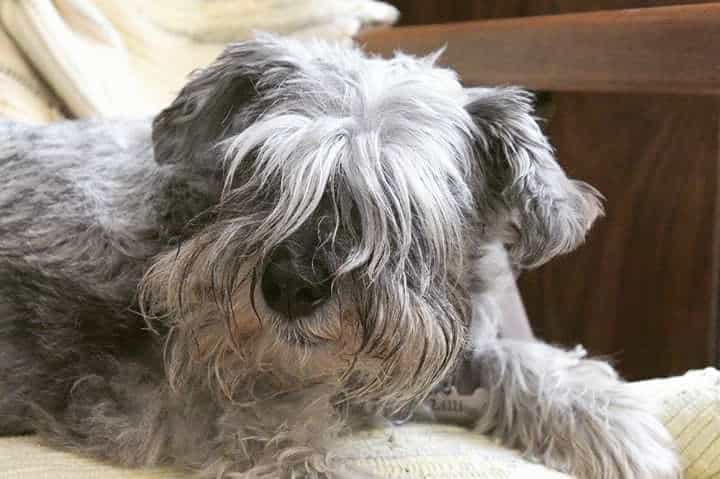 Chow chow shop schnauzer mix