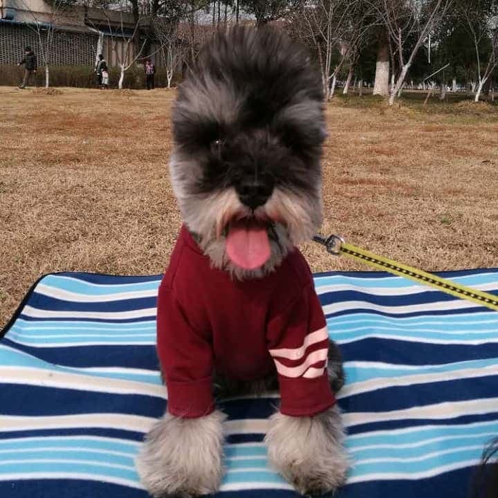 Akita Schnauzer Mix