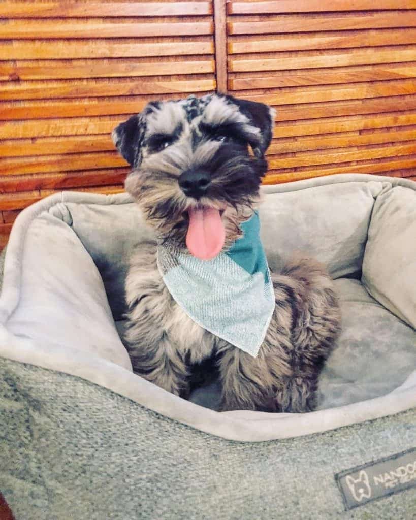 Blue Heeler Schnauzer Mix