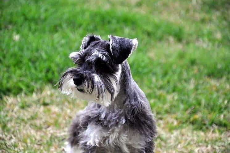 English Bulldog Schnauzer Mix