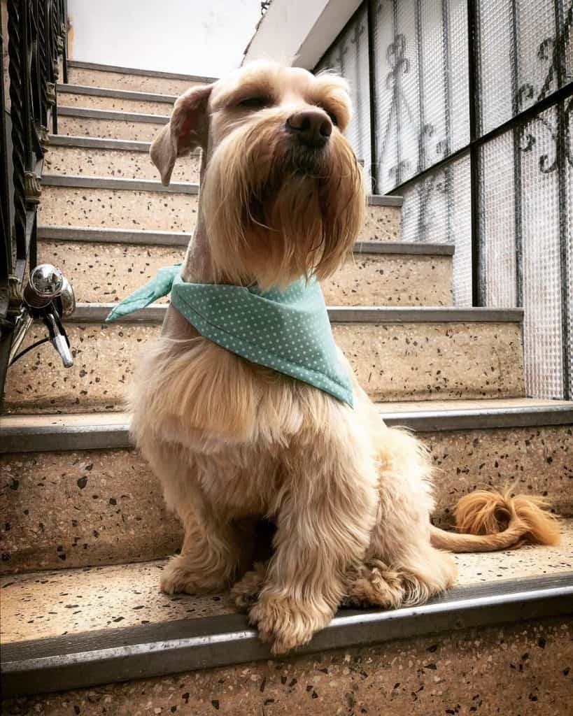 Golden retriever schnauzer mix