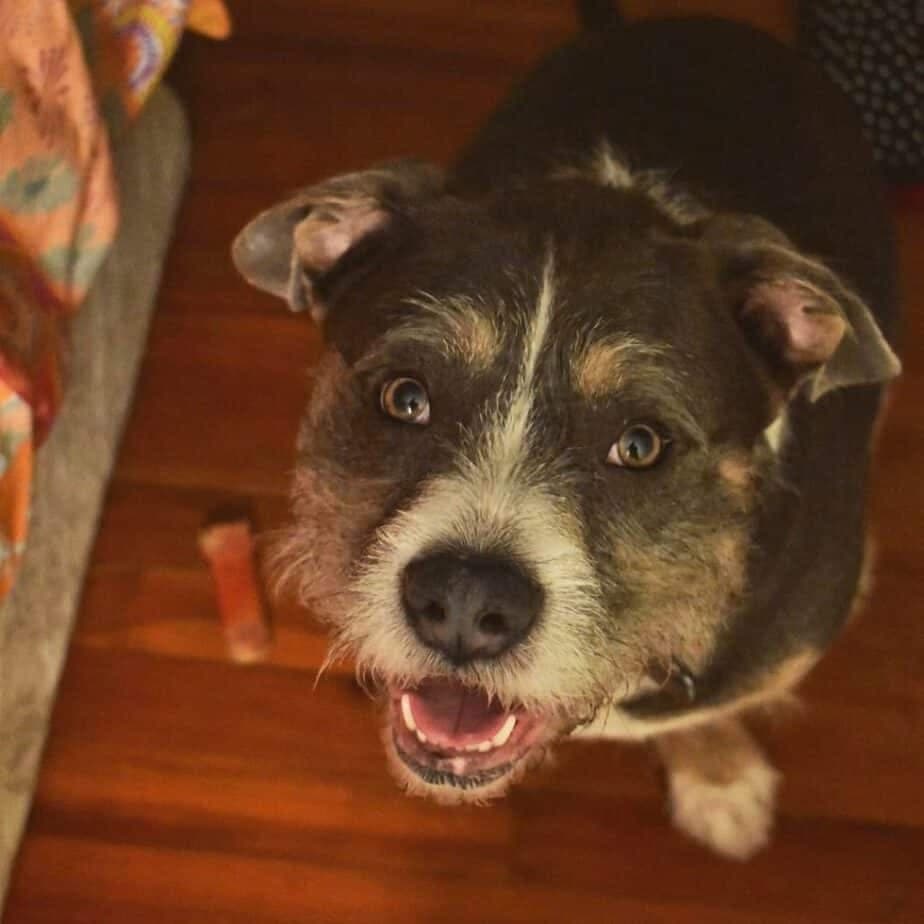 Pitbull schnauzer mix