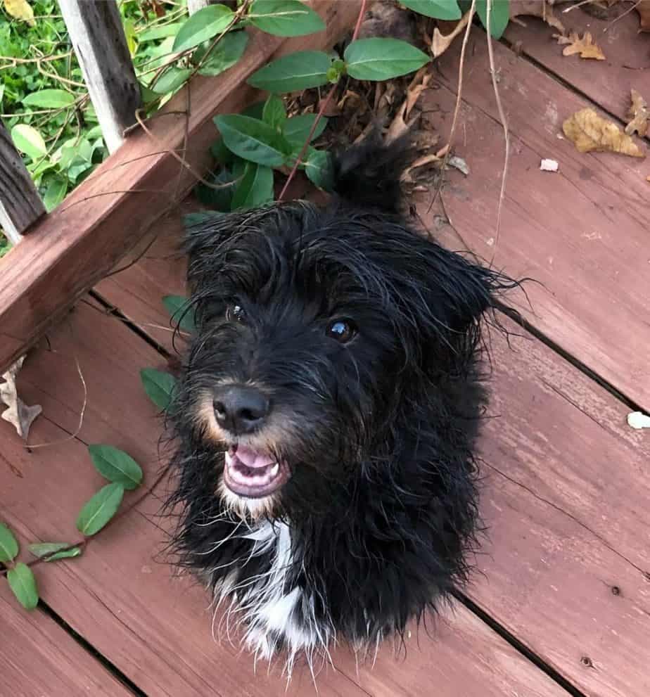 Shih Tzu Schnauzer Mix