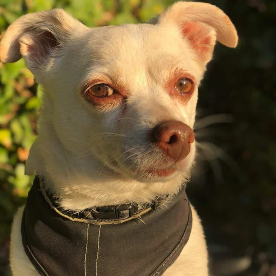 Lab sales x chihuahua