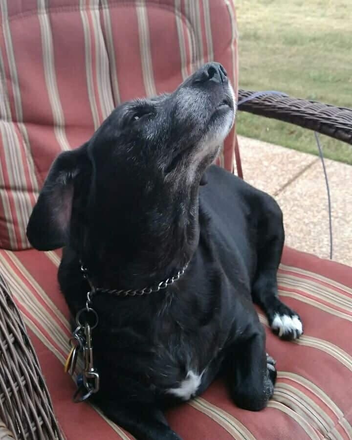 Border Collie Labrador Mix