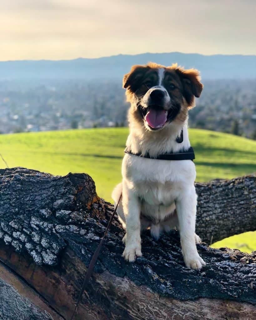 Dachshund Labrador Mix