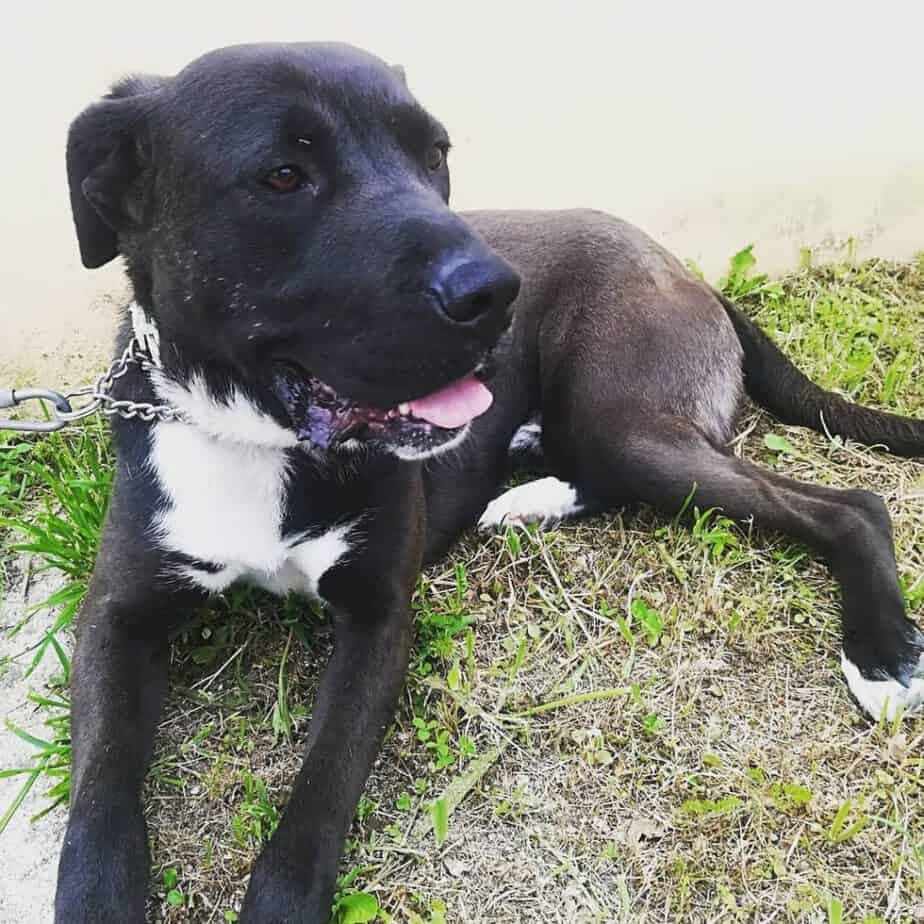 St. Bernard Labrador Mix