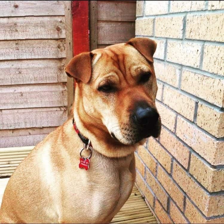 American Bulldog Labrador Mix