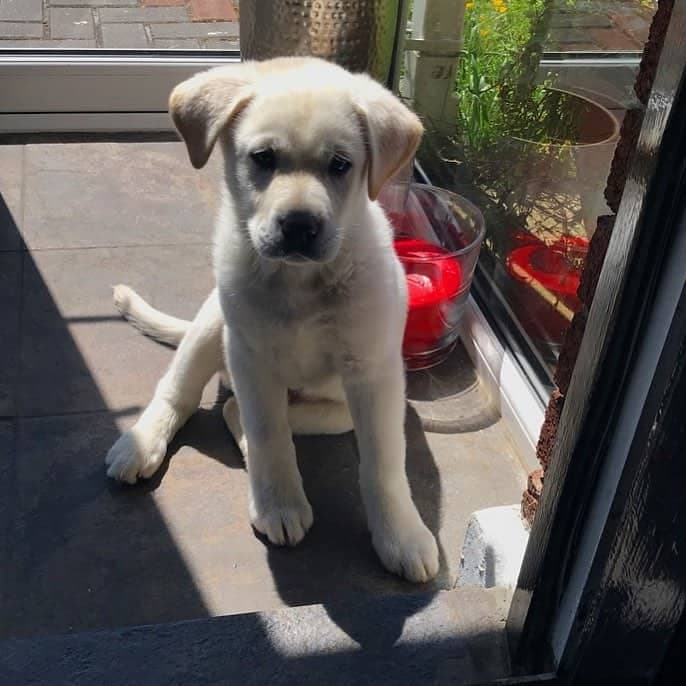 Cane corso labrador mix