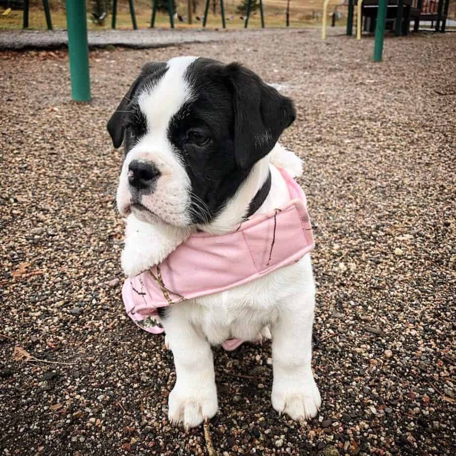 Akita Labrador Mix