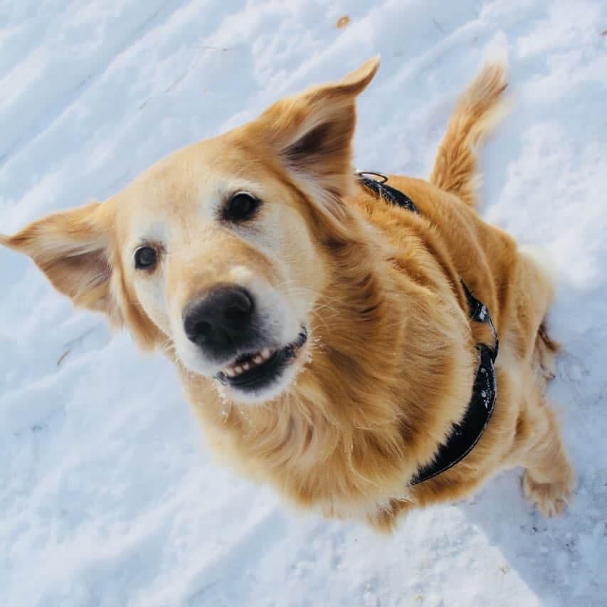 Blue Heeler Labrador Mix