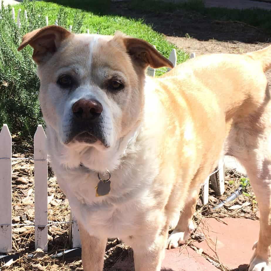 Great pyrenees labrador mix