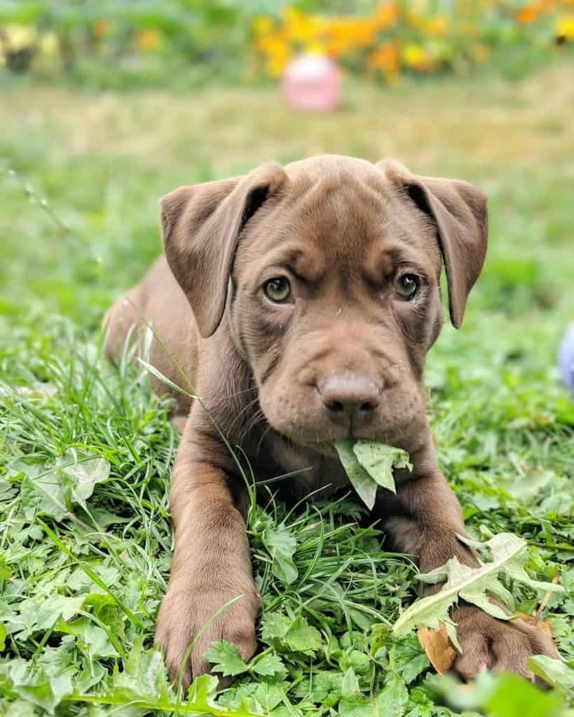 Rhodesian ridgeback labrador mix